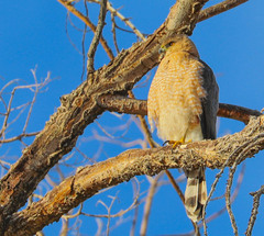 Accipiter cooperii