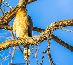 Accipiter cooperii