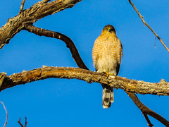 Accipiter cooperii