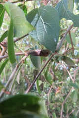 Cephisus siccifolius