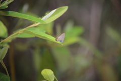 Catopyrops florinda