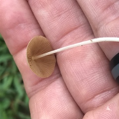 Conocybe apala albipes