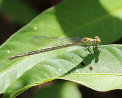 Pseudagrion aureofrons