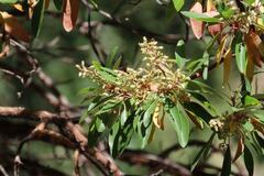 Arbutus arizonica