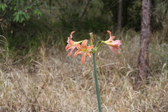Hippeastrum