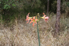 Hippeastrum