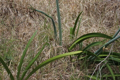 Hippeastrum