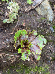 Sanicula arctopoides