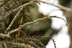 Tillandsia schiedeana