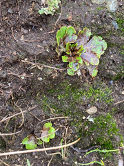 Sanicula arctopoides