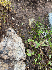 Sanicula arctopoides