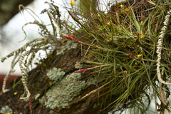 Tillandsia schiedeana