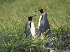 Aptenodytes patagonicus