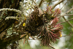 Tillandsia ionantha