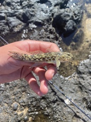 Bathygobius coalitus