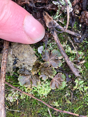 Sanicula arctopoides