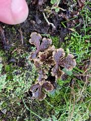 Sanicula arctopoides