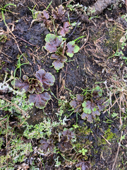 Sanicula arctopoides