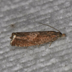 Dichrorampha acuminatana