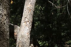Arbutus arizonica