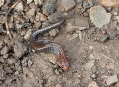 Plethodon ventralis