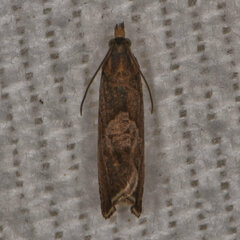 Dichrorampha acuminatana