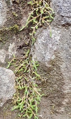 Selaginella wallacei