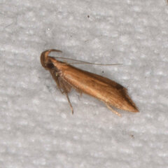 Dichomeris heriguronis