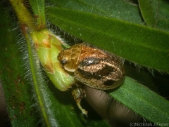 Paropsisterna semifumata