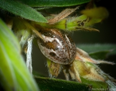 Paropsisterna semifumata