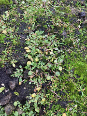 Limnanthes macounii