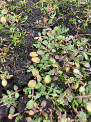 Limnanthes macounii