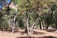 Arbutus arizonica