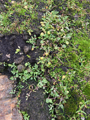 Limnanthes macounii