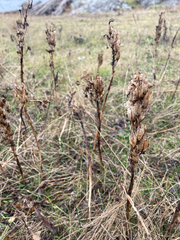 Silene scouleri scouleri