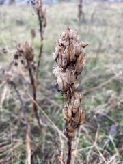 Silene scouleri scouleri
