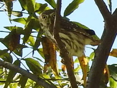 Glaucidium brasilianum