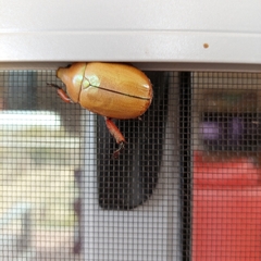 Anoplognathus montanus