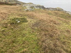 Silene scouleri scouleri