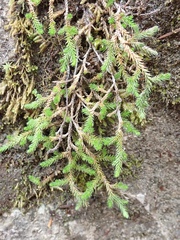 Selaginella wallacei