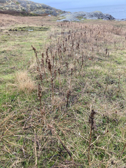 Silene scouleri scouleri