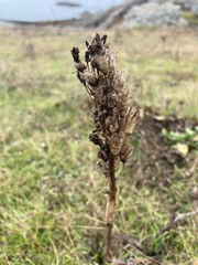 Silene scouleri scouleri