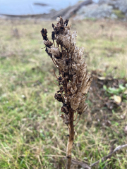 Silene scouleri scouleri