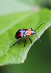 Tynacantha marginata