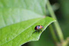 Tynacantha marginata
