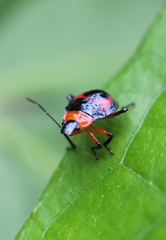 Tynacantha marginata