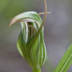 Pterostylis irsoniana
