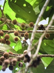 Hampea appendiculata