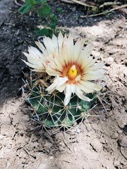 Coryphantha robustispina scheeri
