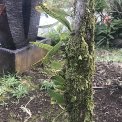 Pleopeltis macrocarpa